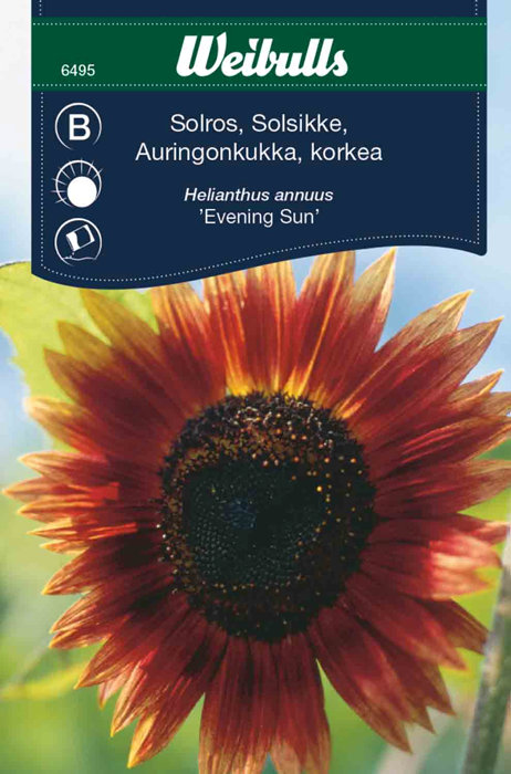 Solsikke "Evening Sun"